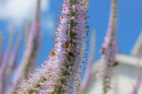 insektenpflanze