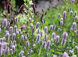 Nordischer Gartenreise
